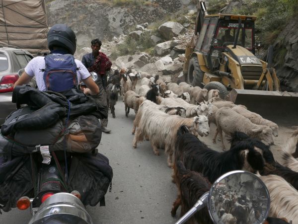 Eine Herde Schafe versperrt die Strasse, die Felix mit dem Roller durchqueren will