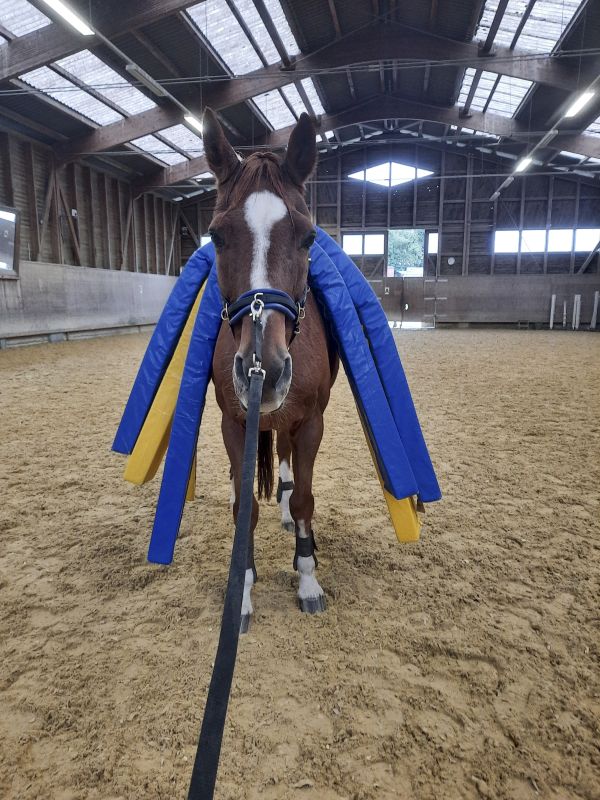 Ein Pferd in einer Reitanlage