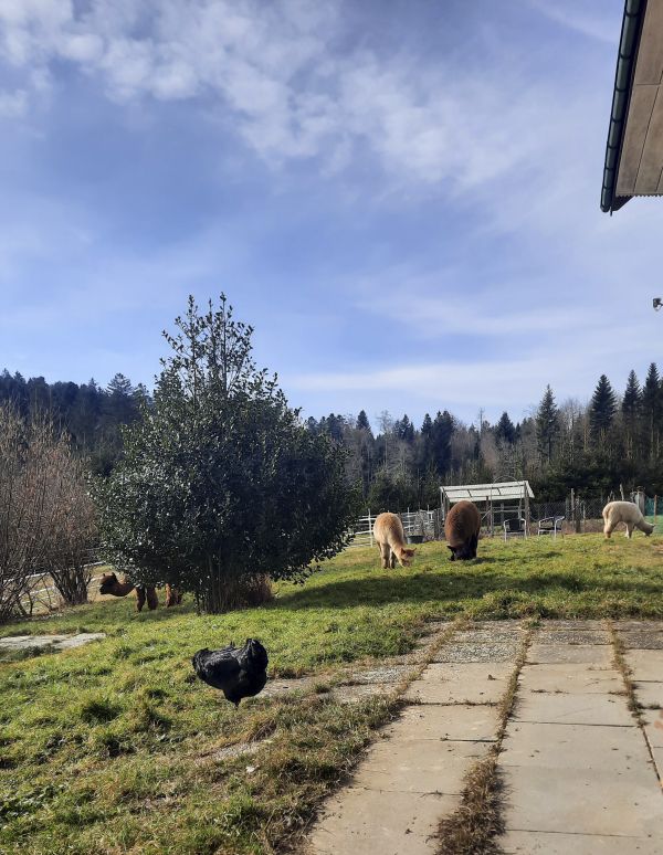 Sandras Garten mit Alpakas und Hühnern