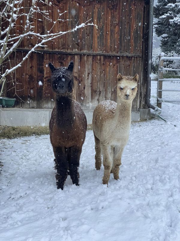 Zwei verschneite Alpakas