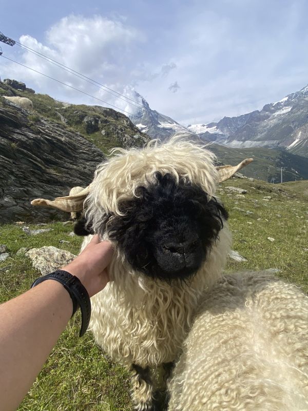 Ein Schwarznasenschaf in den Bergen